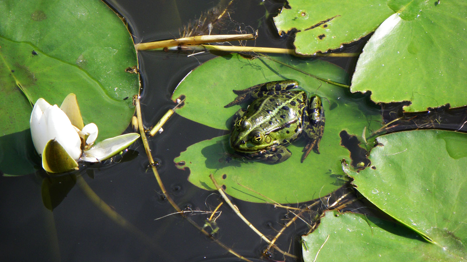 Teichfrosch auf Seerose