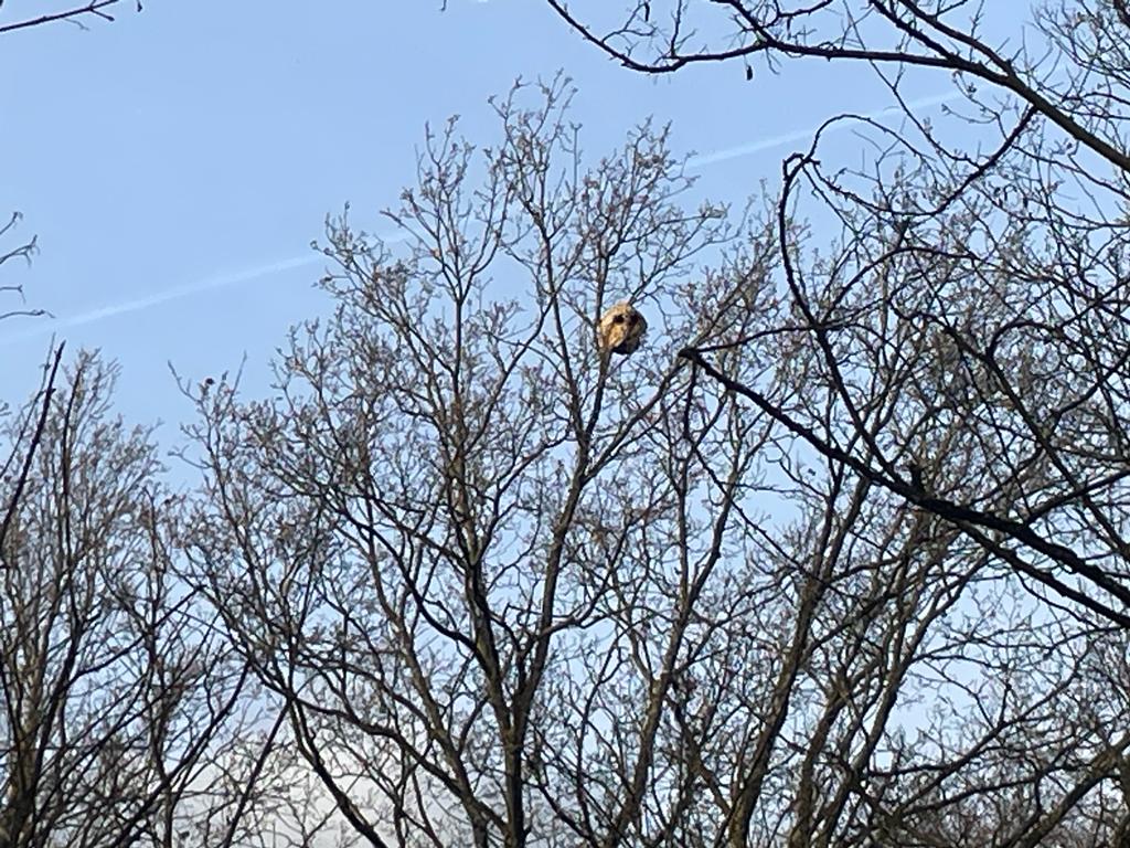 Nest der Vespa Velutina in Mainz-Gonsenheim