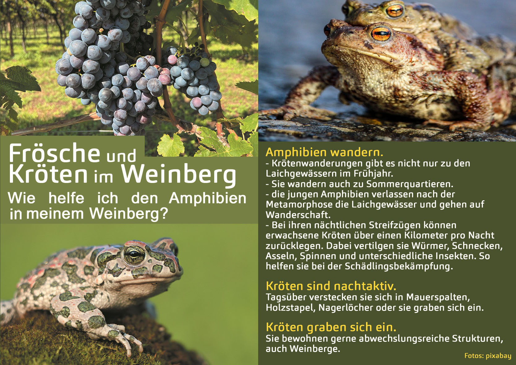 Frösche und Kröten im Weinberg (Flyer Seite 1+2)